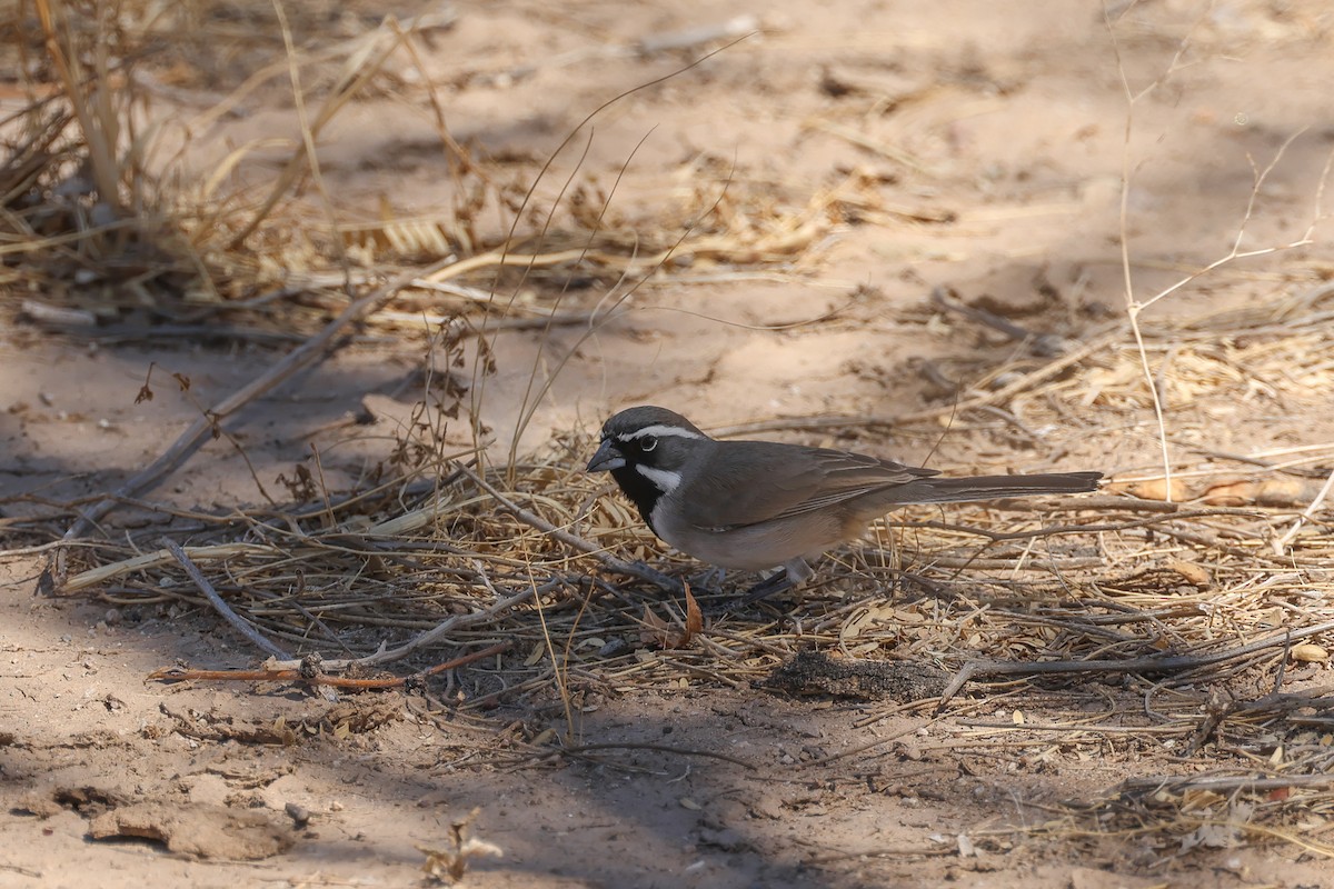 Black-throated Sparrow - ML633861184