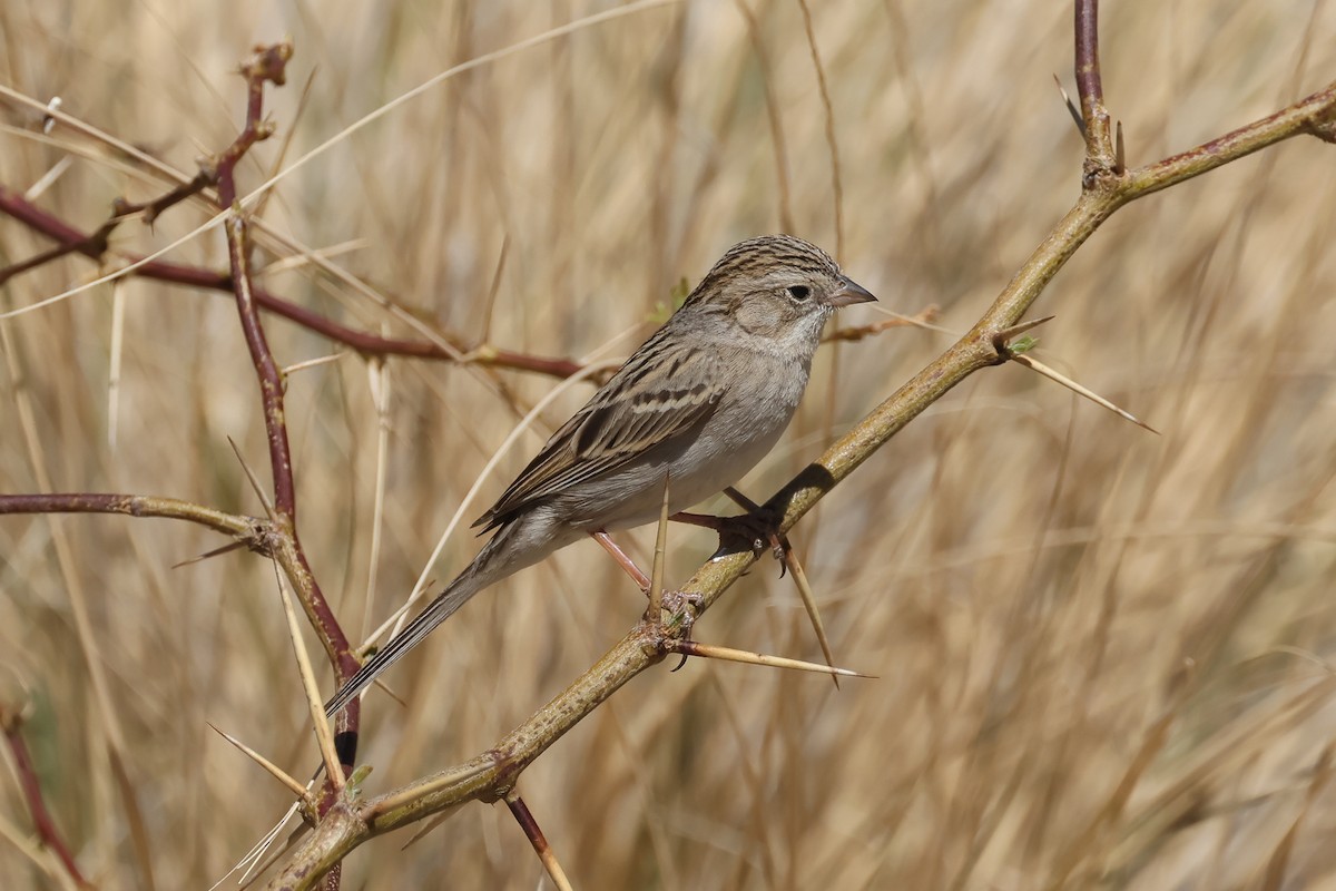 Brewer's Sparrow - ML633861189