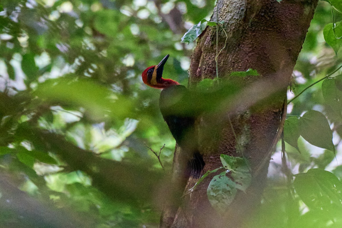 Crimson-bellied Woodpecker - ML633861439