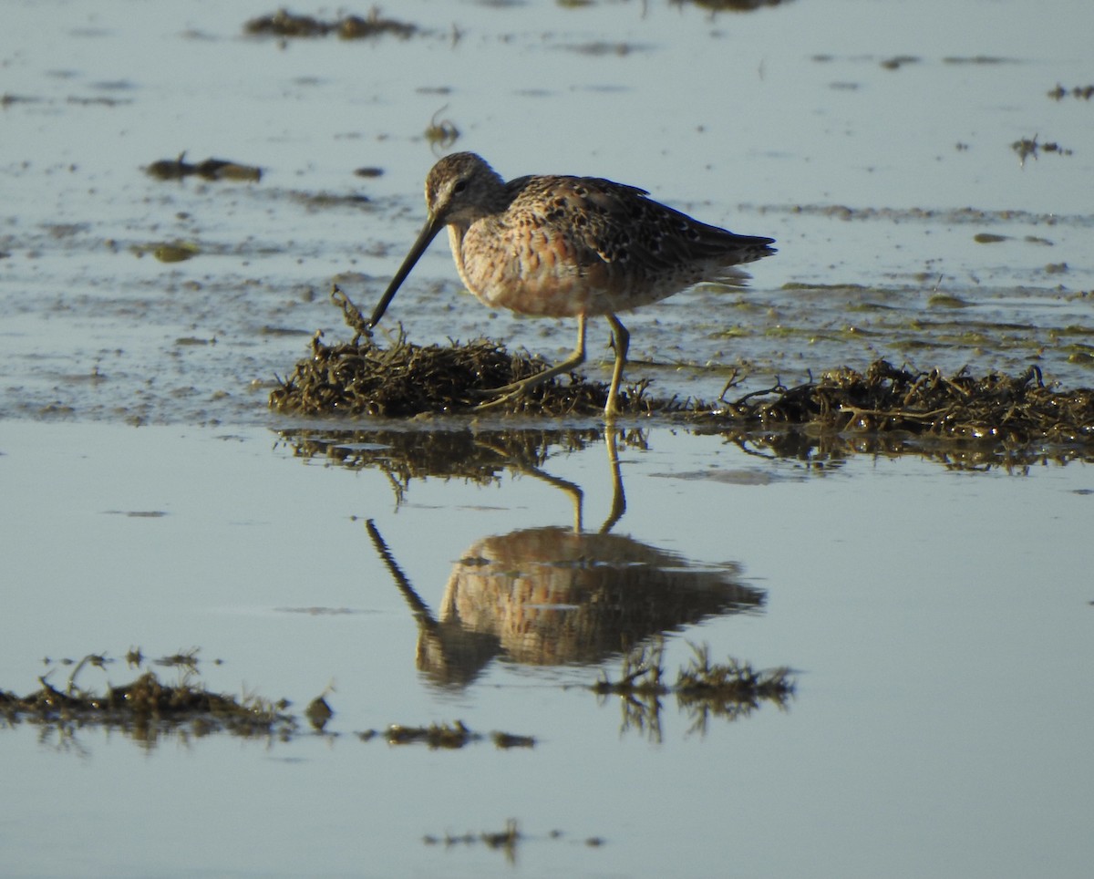 Long-billed Dowitcher - ML633861448