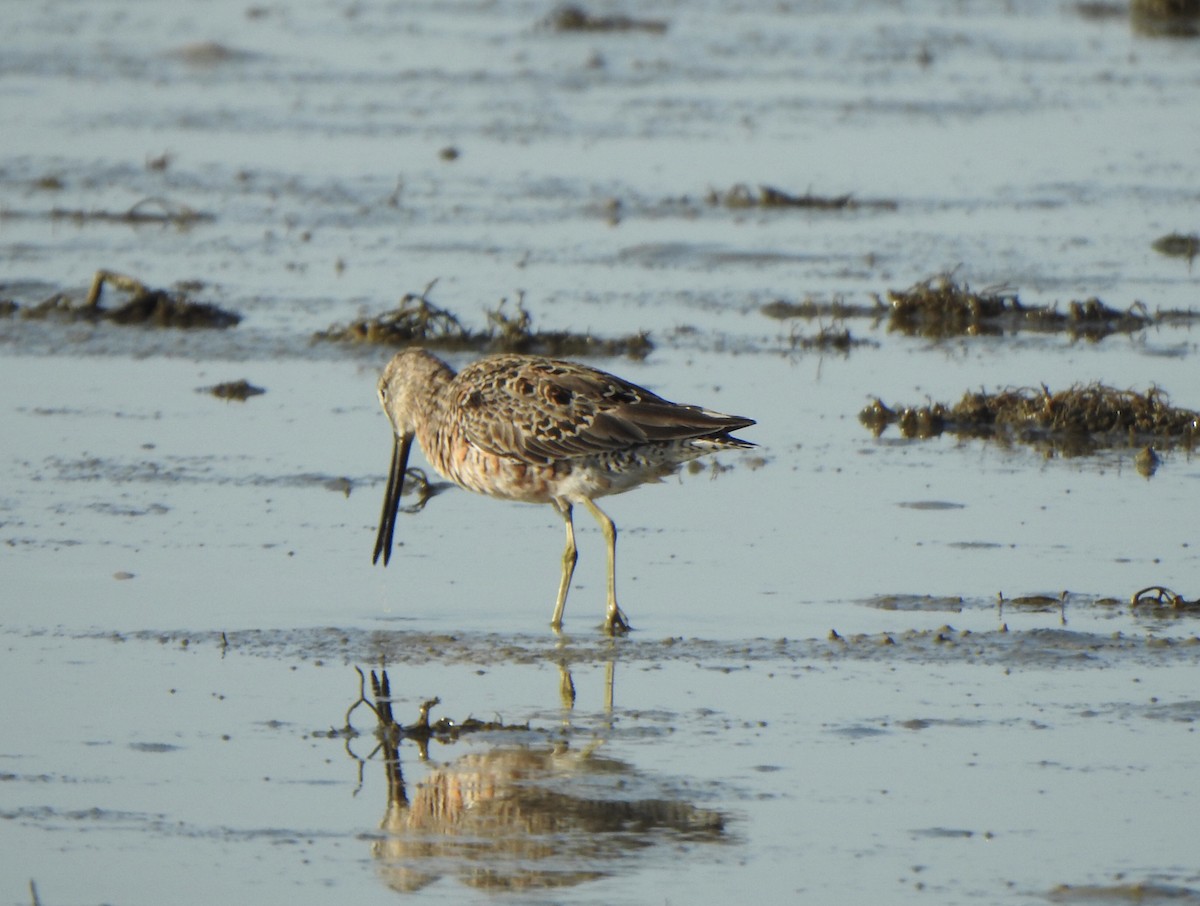 Long-billed Dowitcher - ML633861450
