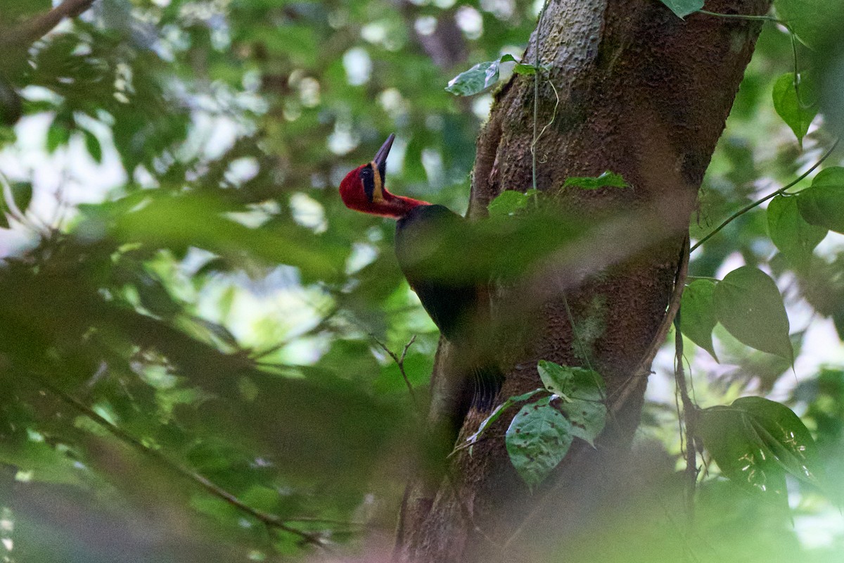 Crimson-bellied Woodpecker - ML633861488