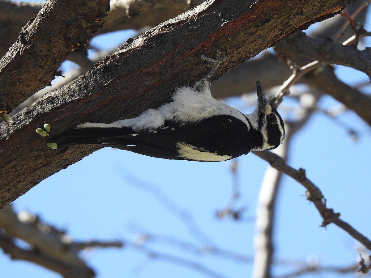 strakapoud americký (ssp. orius/icastus) - ML633861667