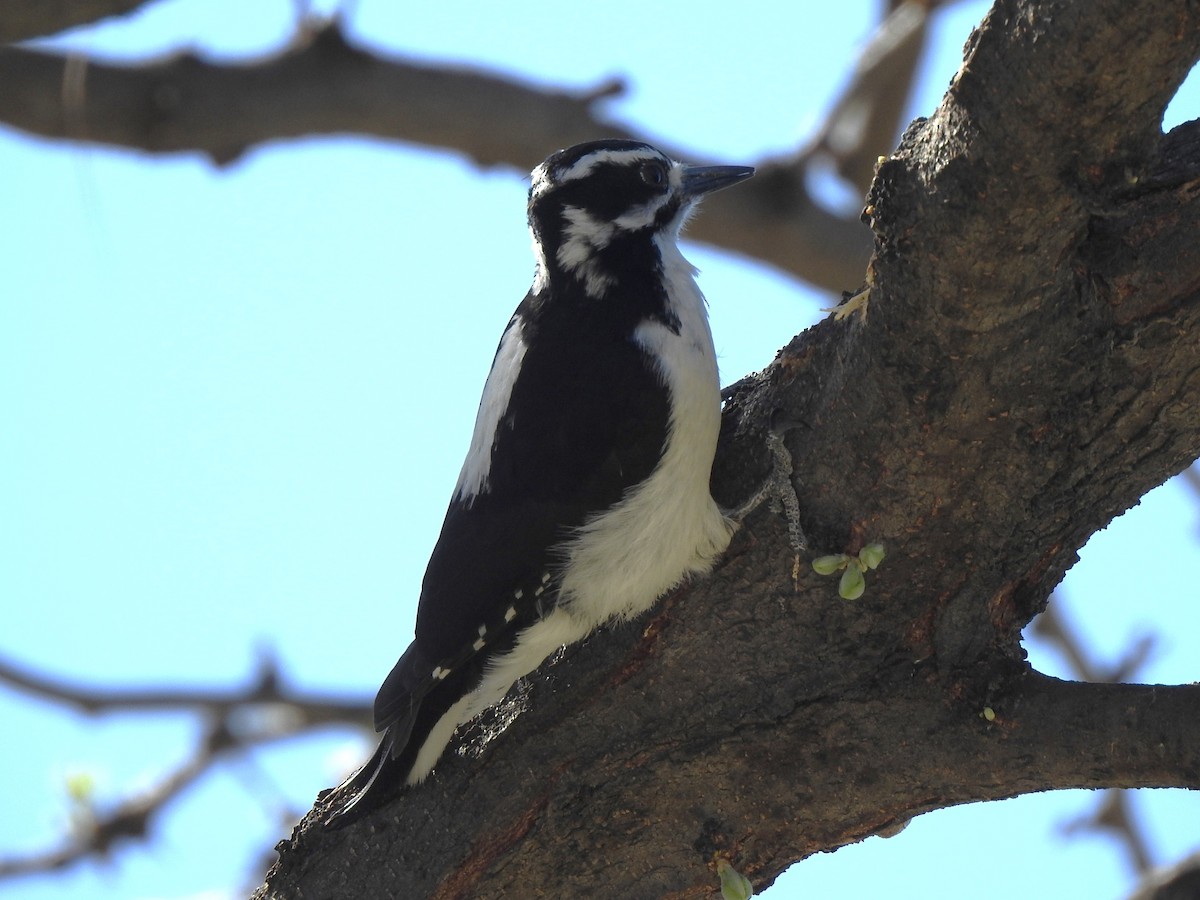 strakapoud americký (ssp. orius/icastus) - ML633861670