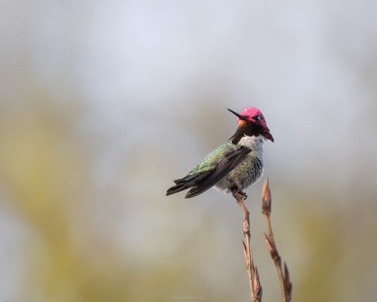 Anna's Hummingbird - ML633861717