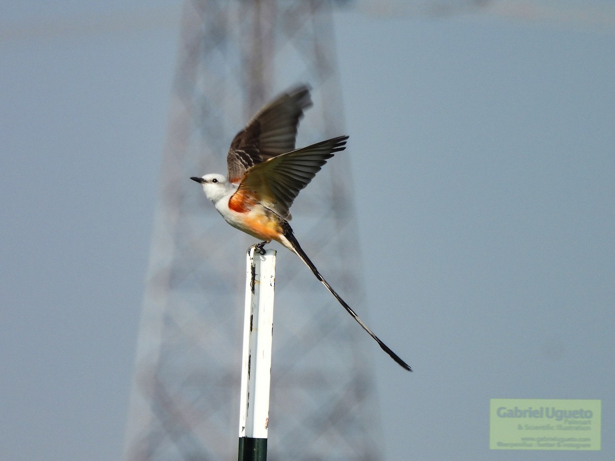 Scissor-tailed Flycatcher - ML633861803