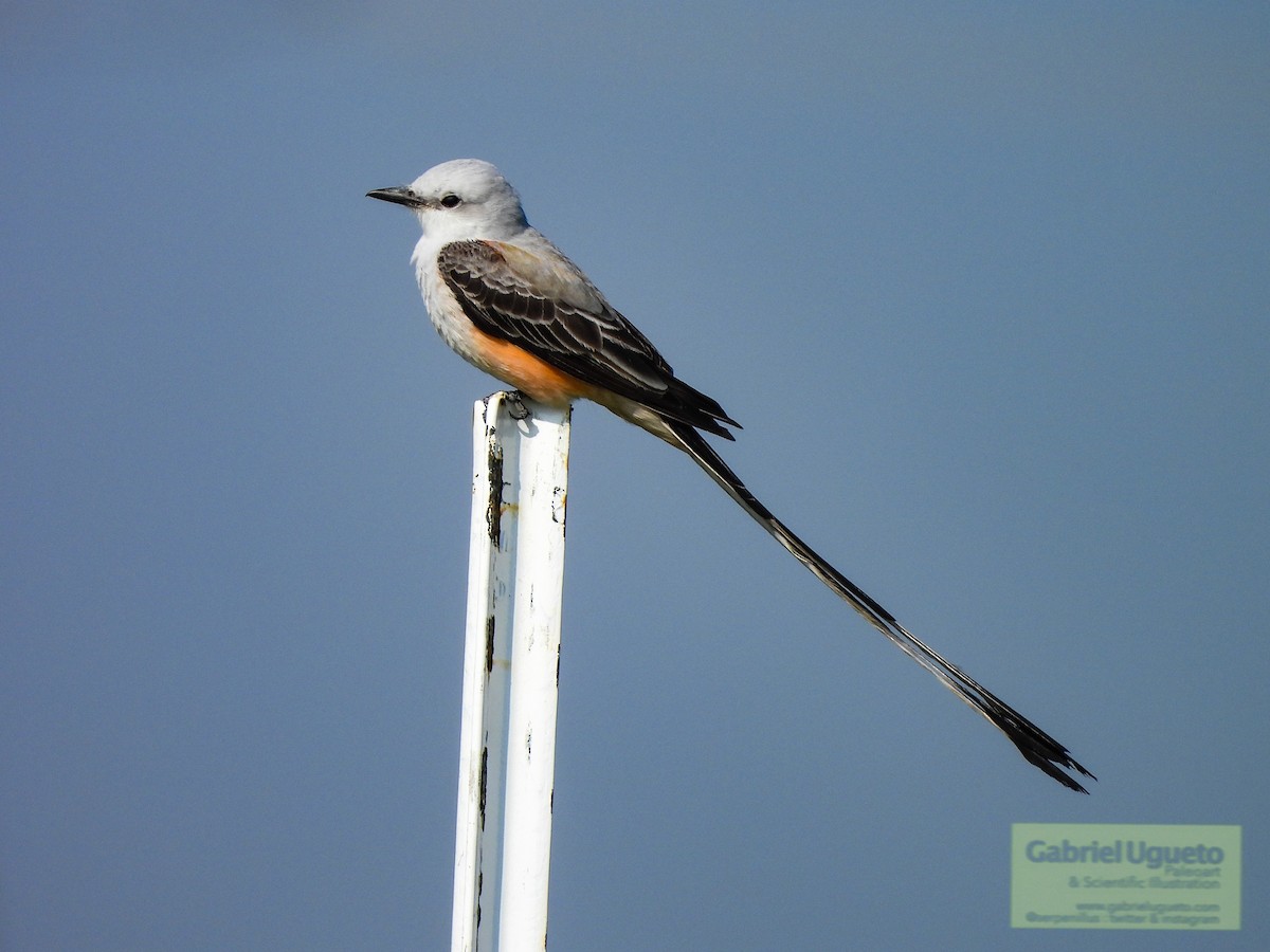 Scissor-tailed Flycatcher - ML633861804