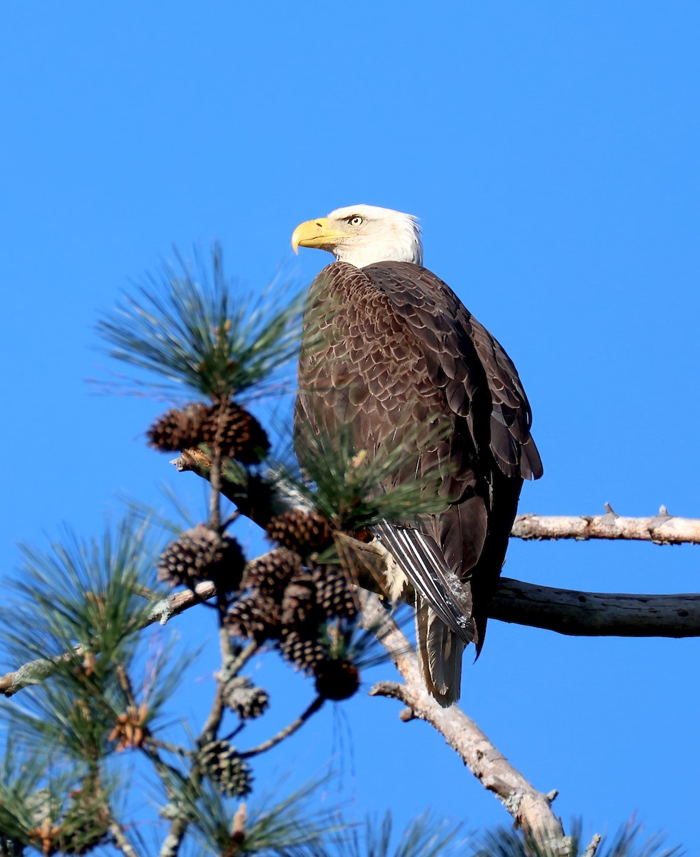 Bald Eagle - ML633861827