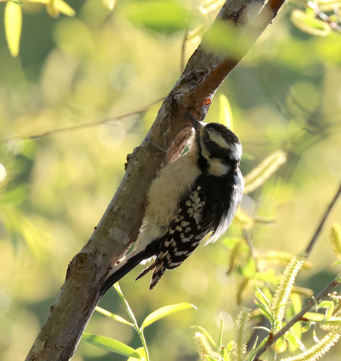 Downy Woodpecker - ML633861847