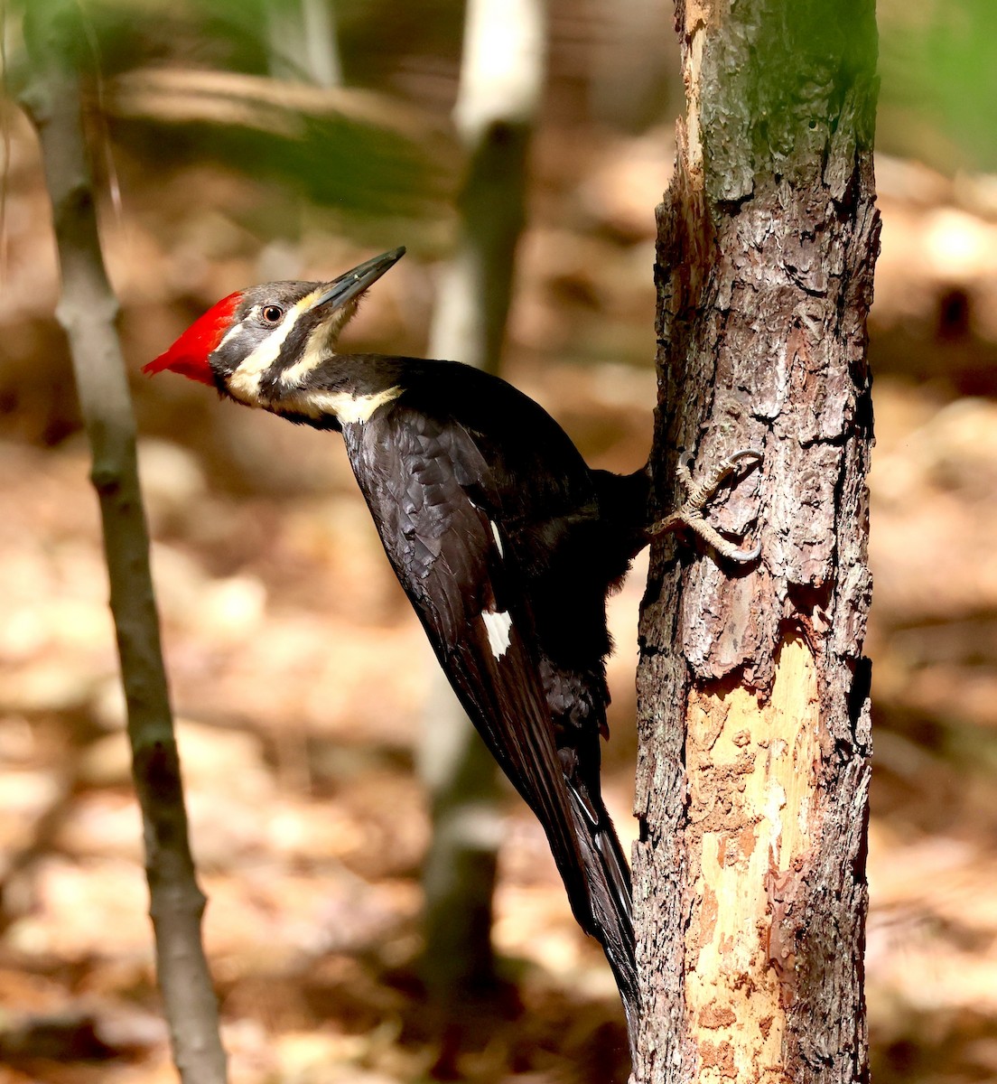 Pileated Woodpecker - ML633861879