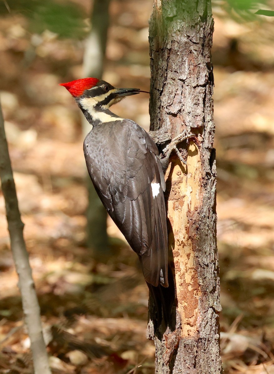 Pileated Woodpecker - ML633861893
