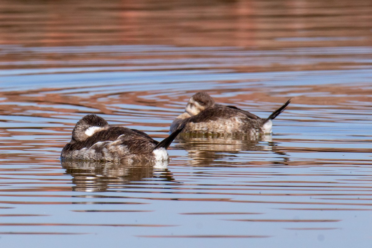 Ruddy Duck - ML633861894