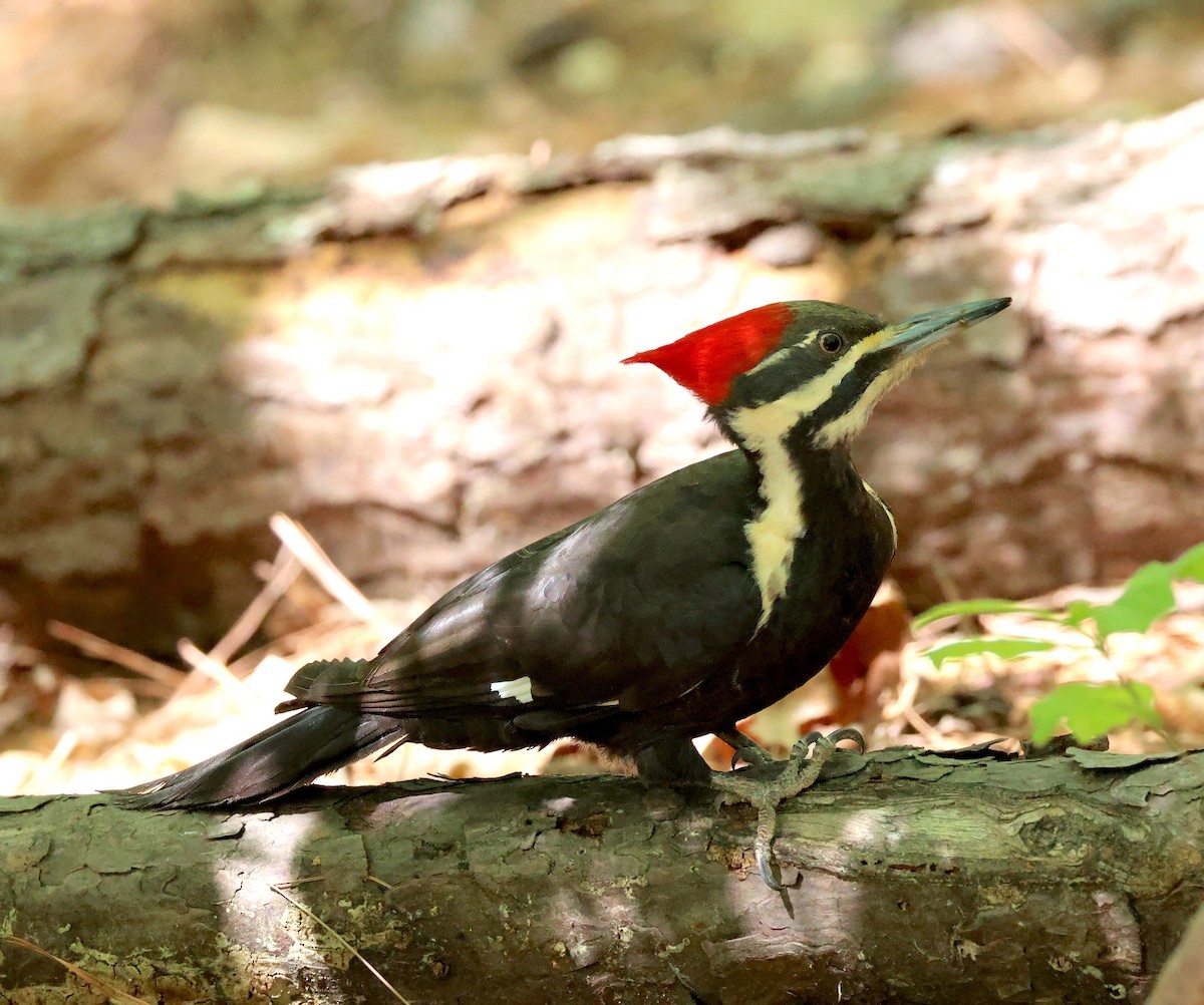 Pileated Woodpecker - ML633861902