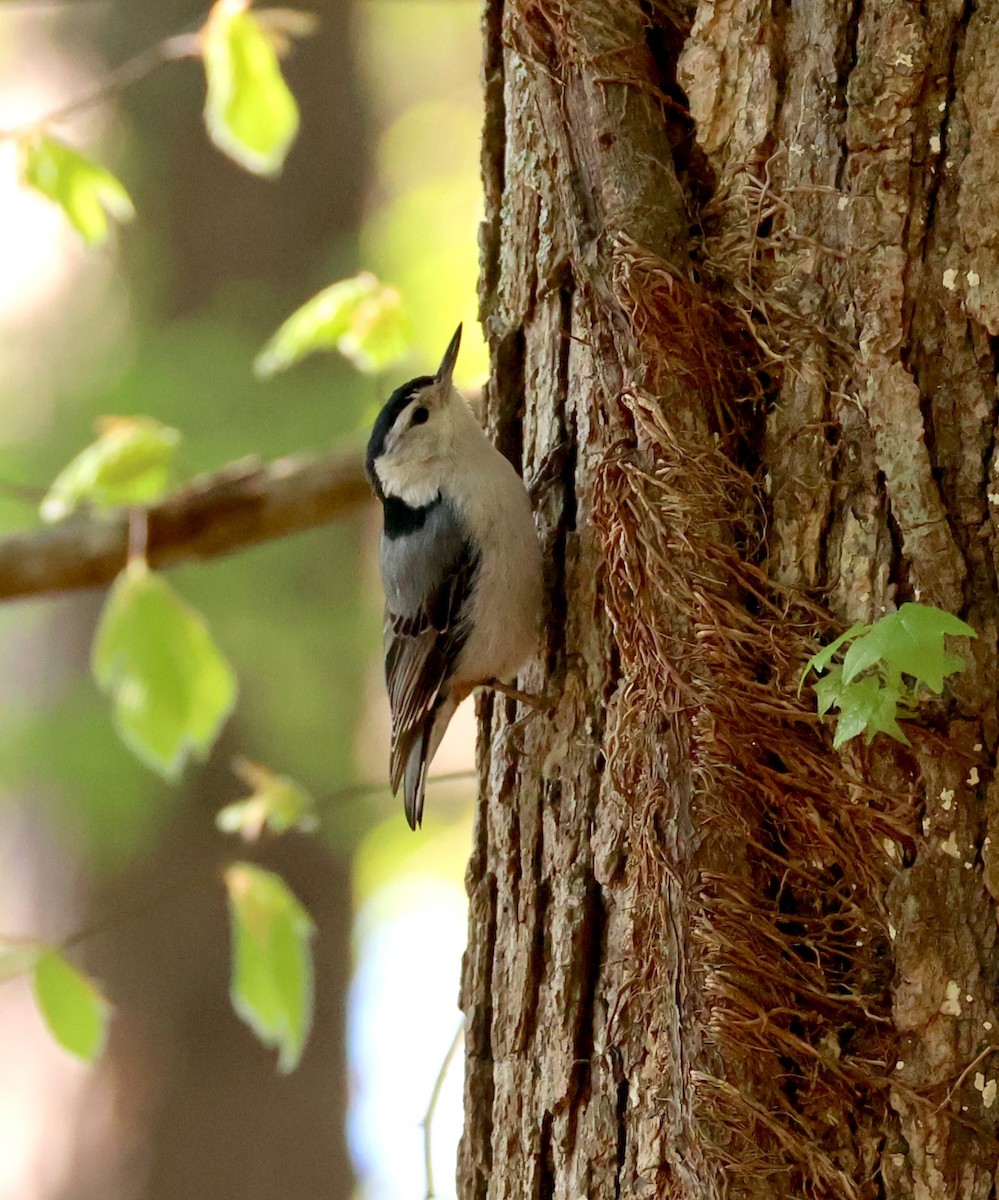 White-breasted Nuthatch - ML633861915