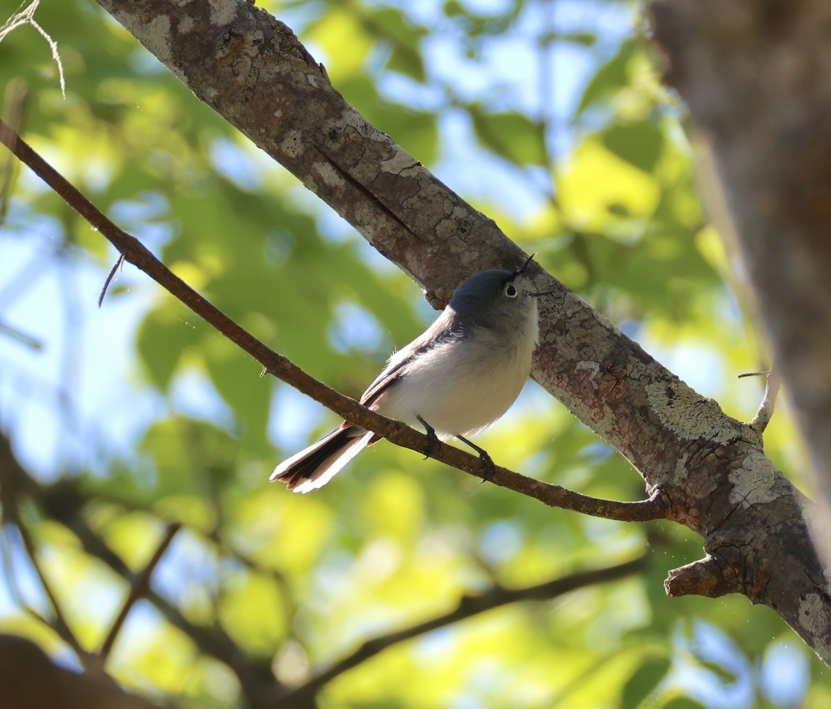 Blue-gray Gnatcatcher - ML633861923