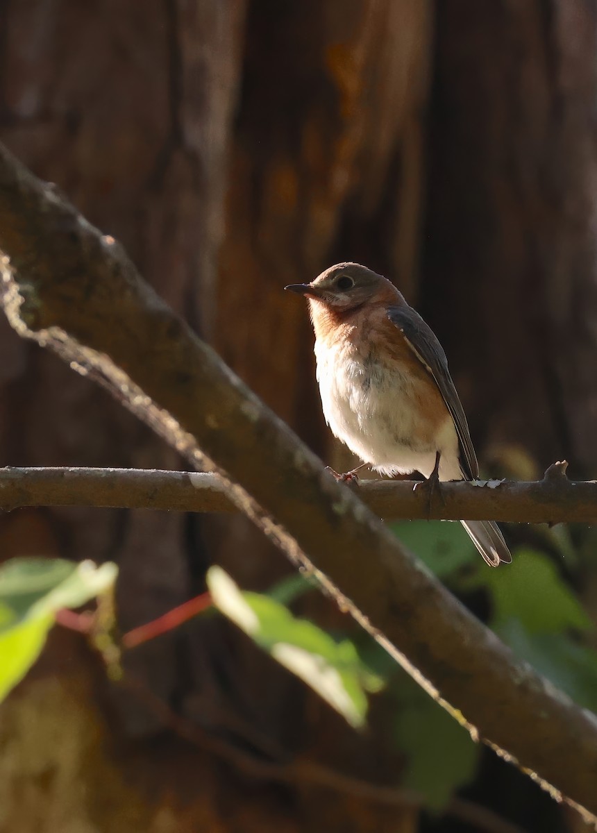 Eastern Bluebird - ML633861929