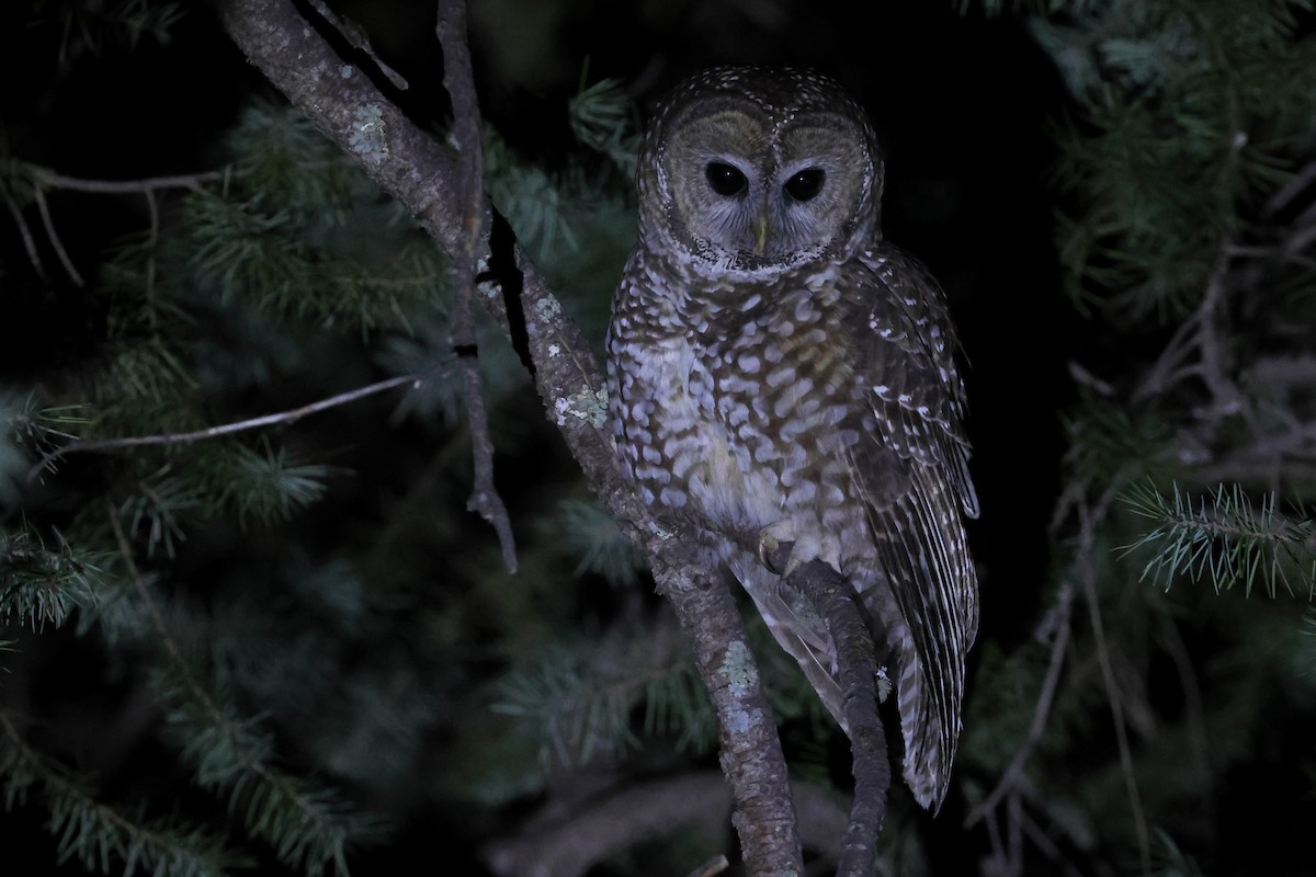 Spotted Owl - ML633862015