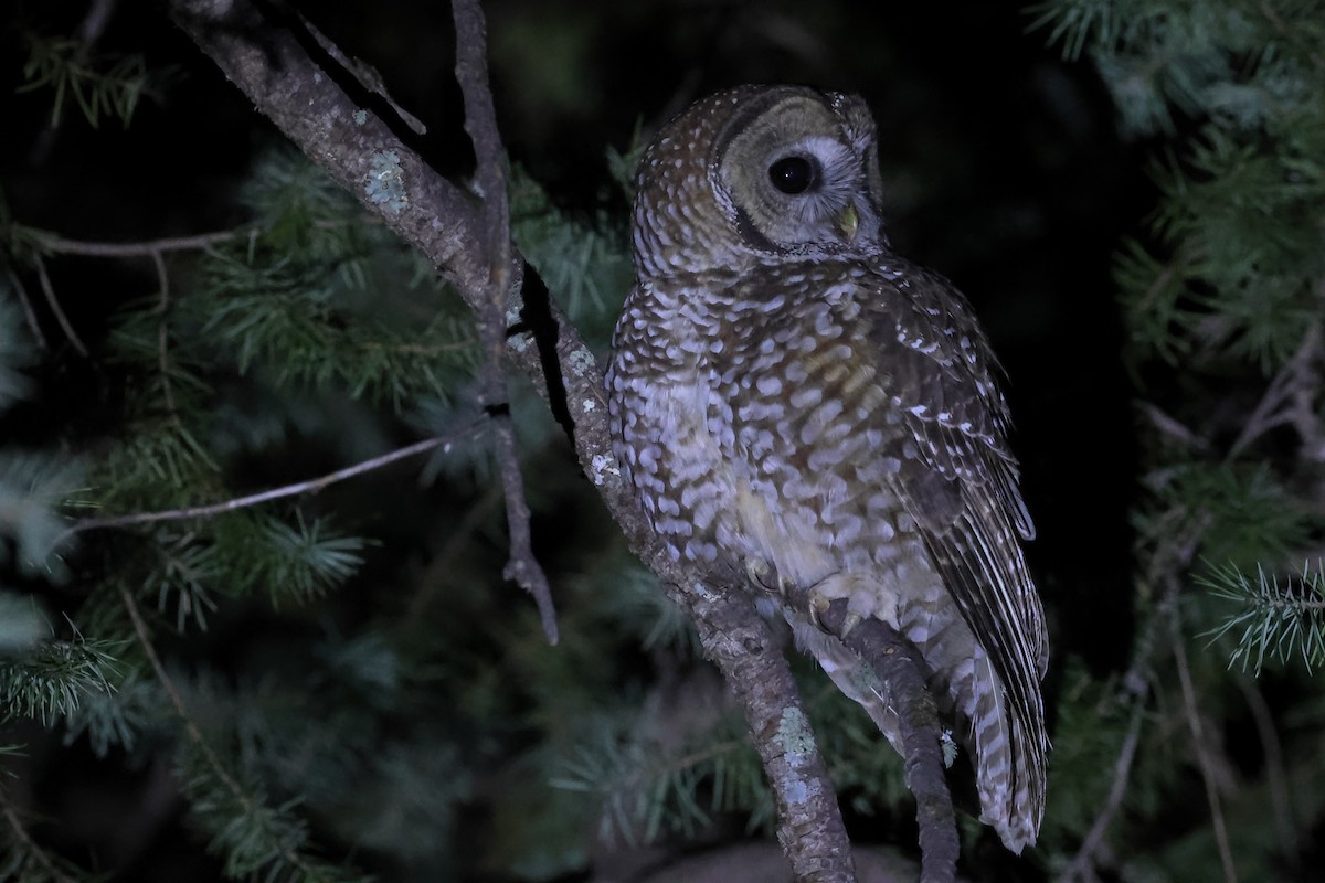 Spotted Owl - ML633862017