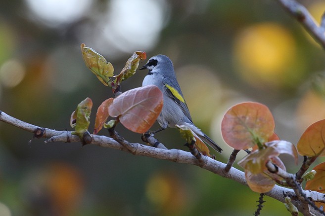 Golden-winged Warbler - ML633862049
