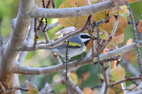 Golden-winged Warbler - ML633862065