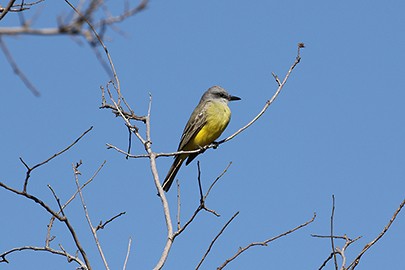 Tropical Kingbird - ML633862077