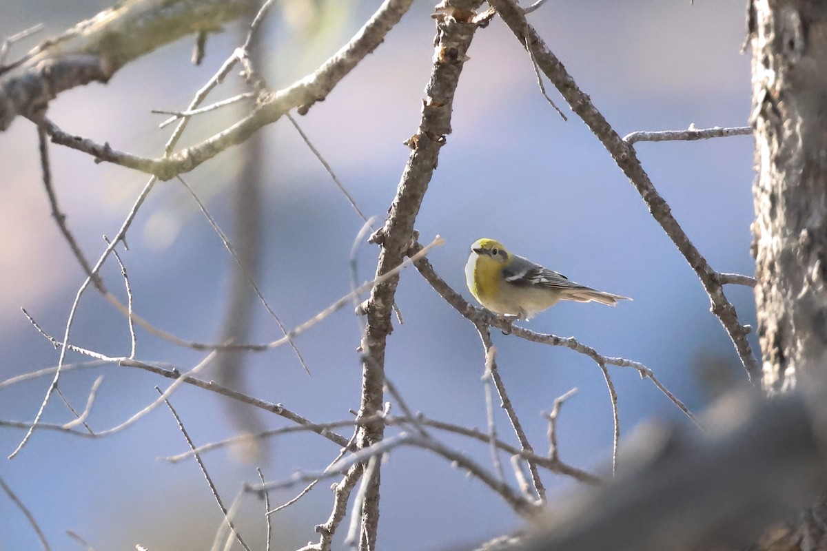 Olive Warbler - ML633862127