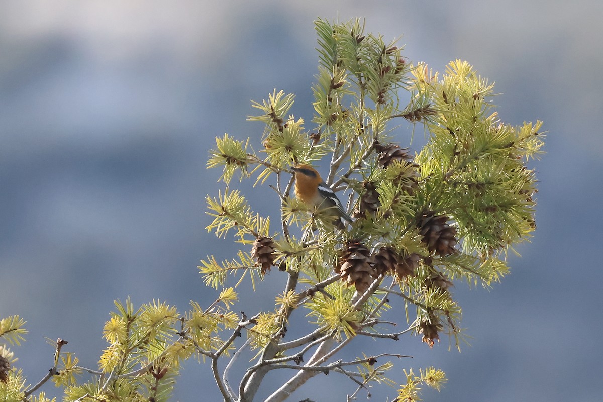 Olive Warbler - ML633862128