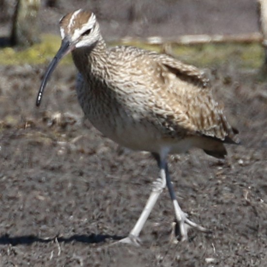 Hudsonian Whimbrel - ML633862459
