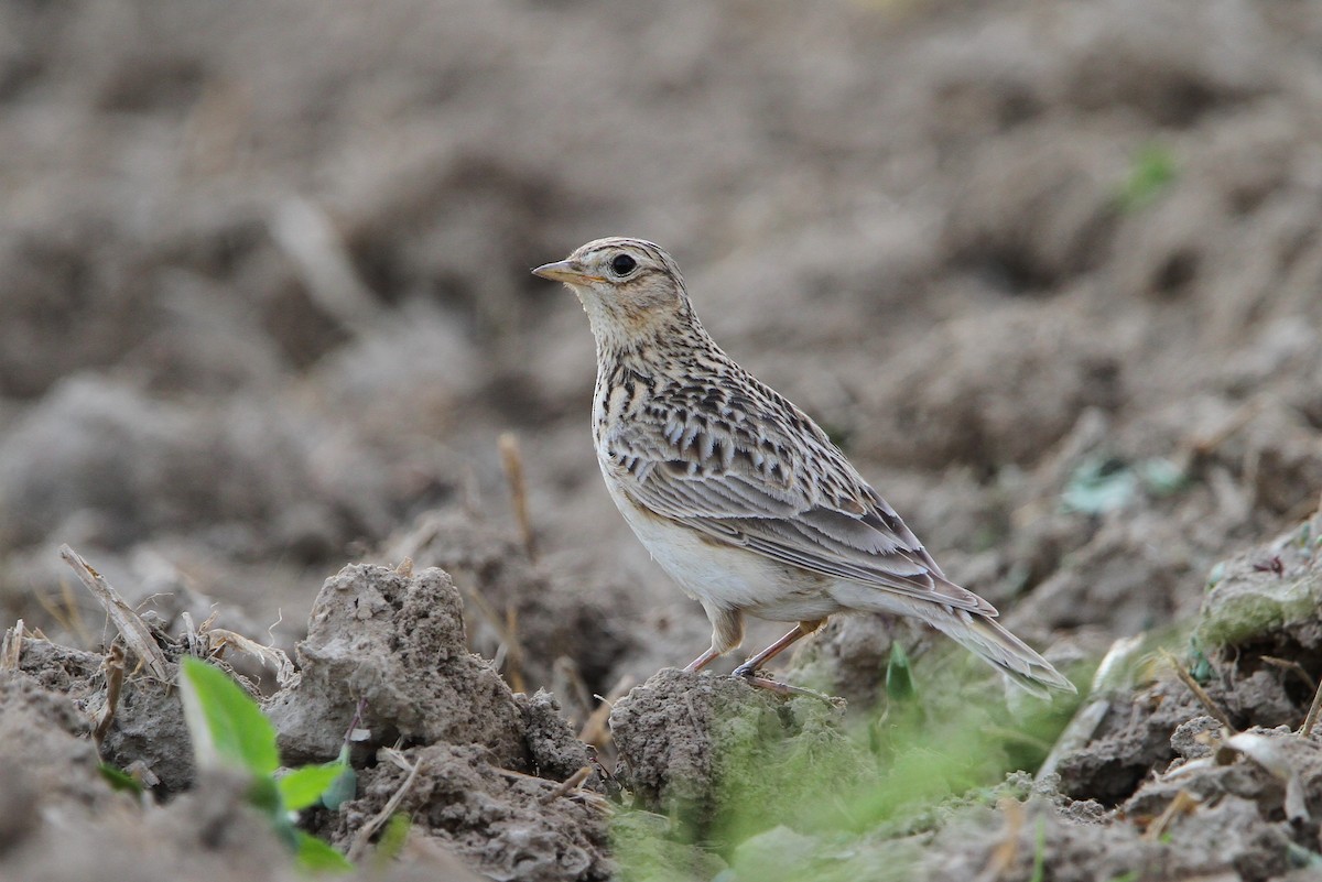 Eurasian Skylark (European) - Christoph Moning