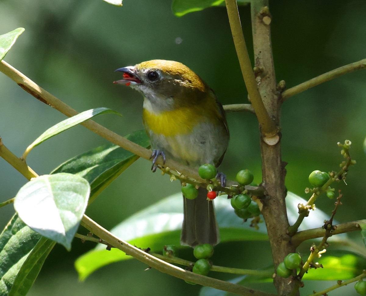 Ashy-throated Chlorospingus - ML633862610