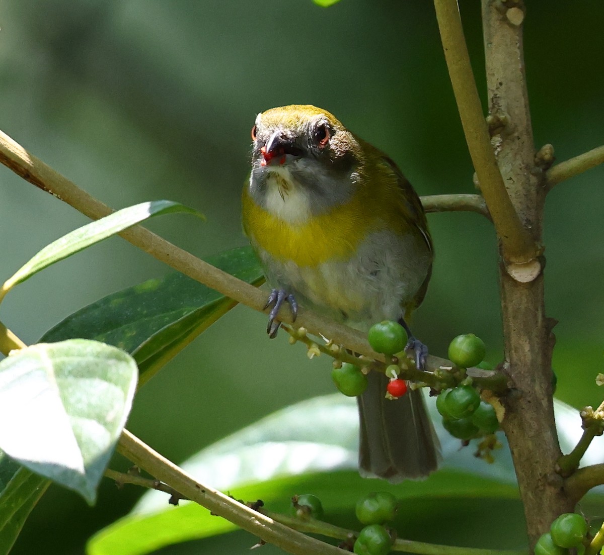 Ashy-throated Chlorospingus - ML633862611