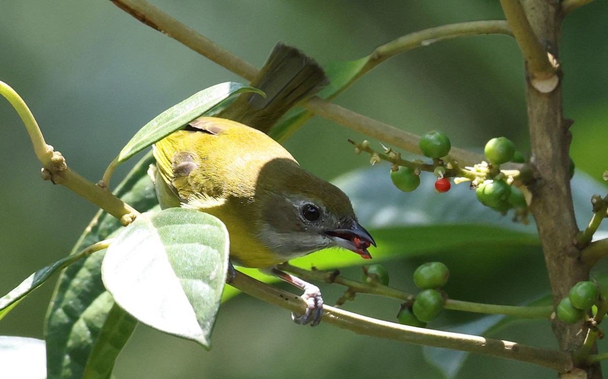 Ashy-throated Chlorospingus - ML633862612