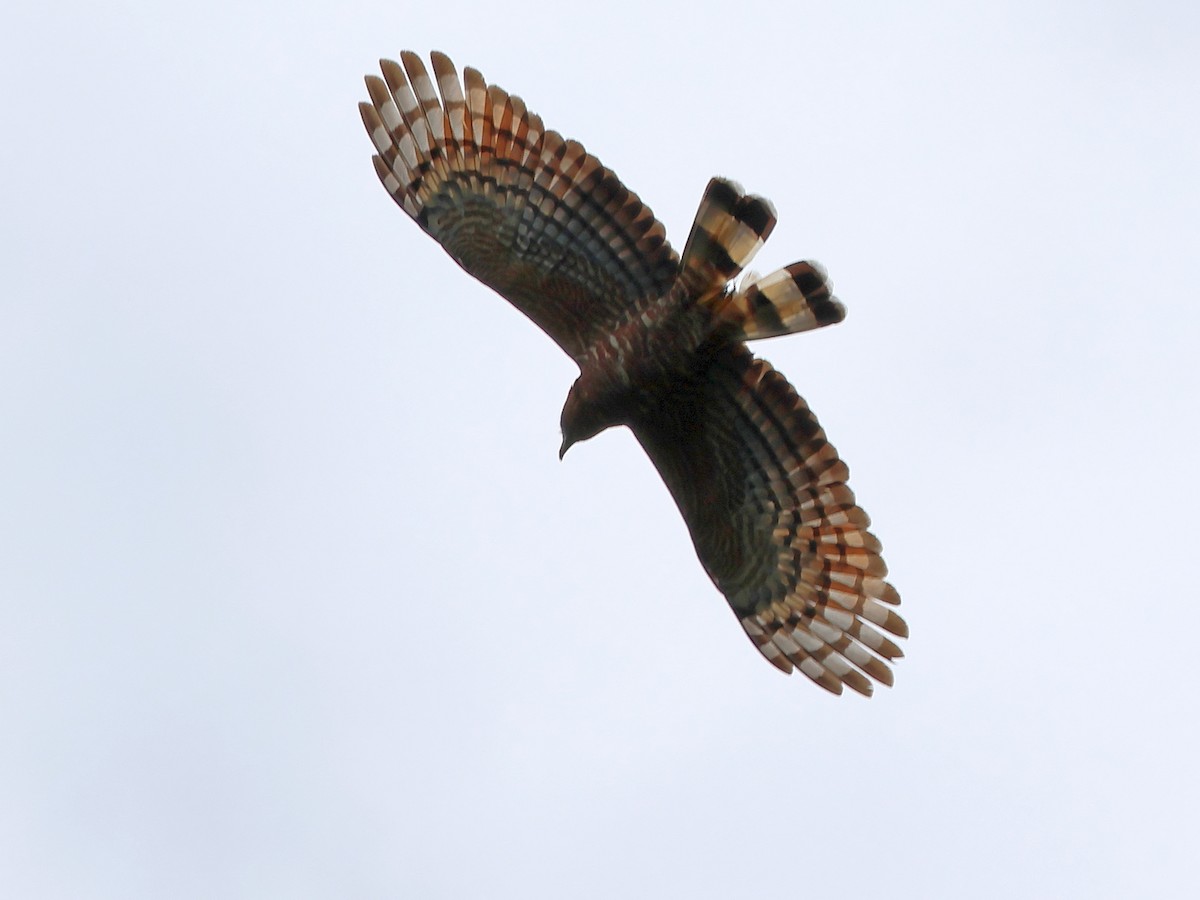 Hook-billed Kite (Hook-billed) - ML633862664