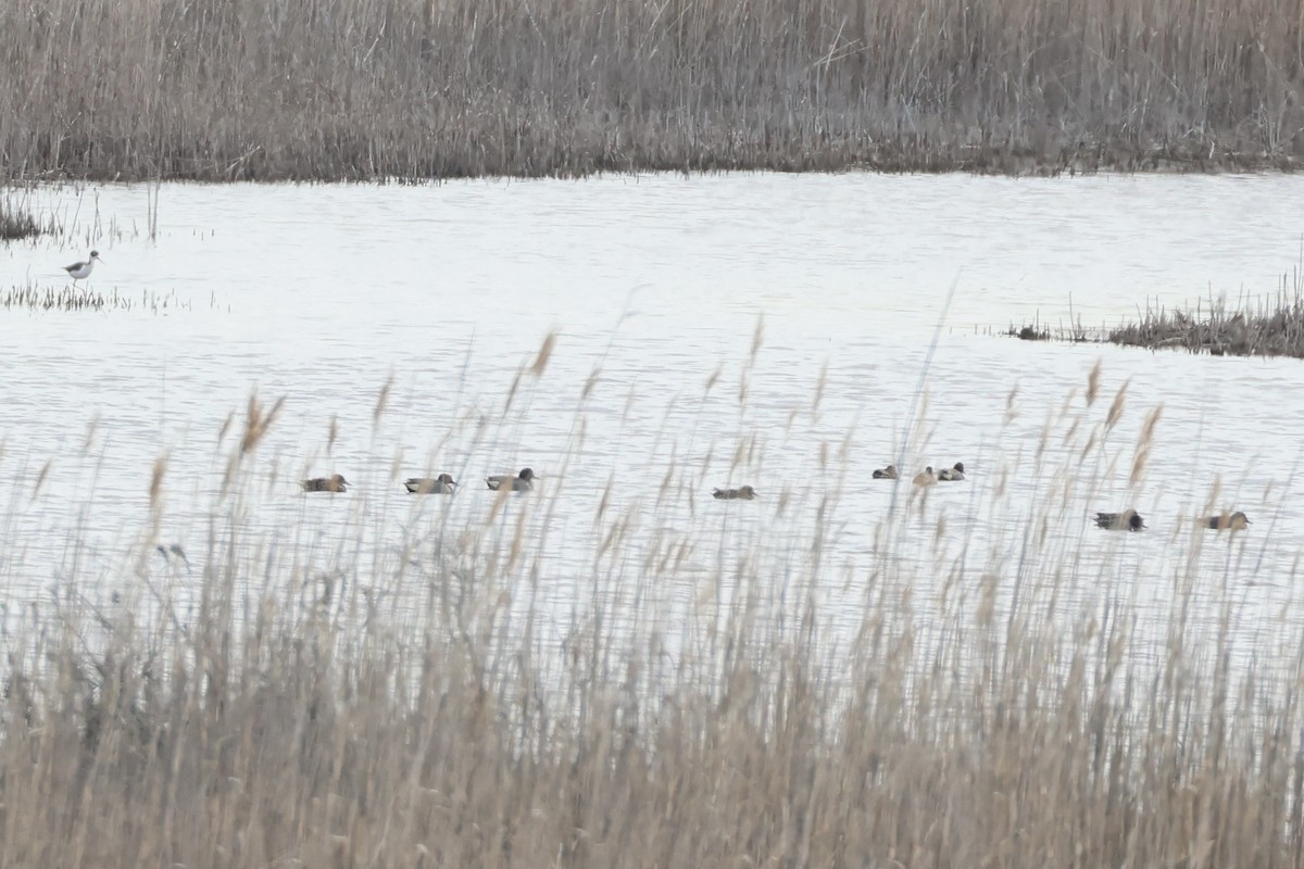 Ногоохон нугас - ML633862665