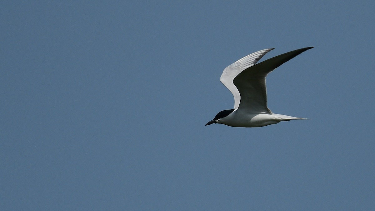 Gull-billed Tern - ML633862863