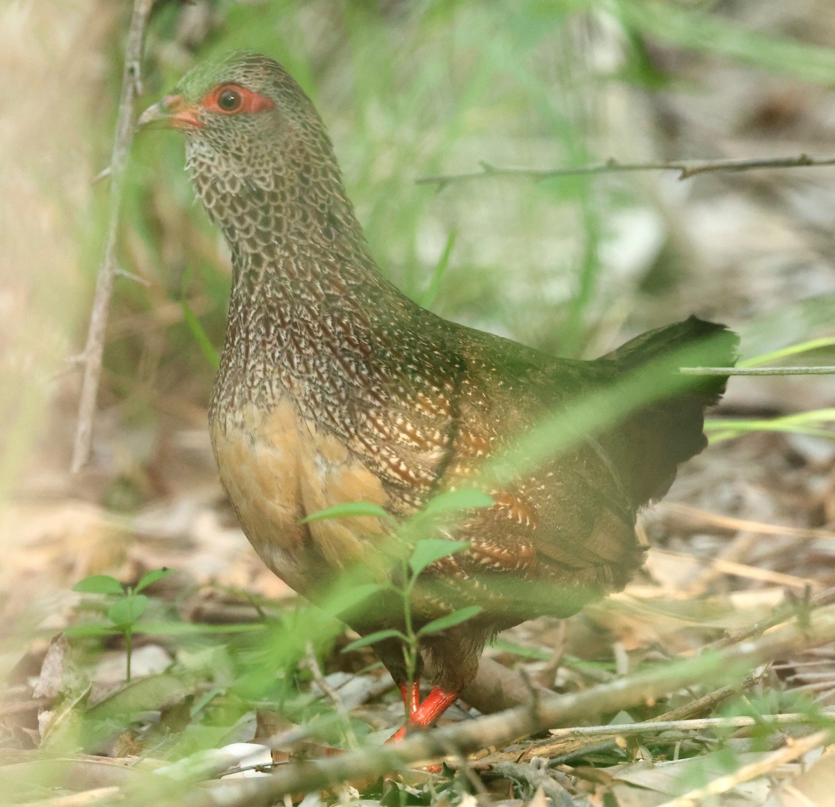 Stone Partridge (Stone) - ML633862913