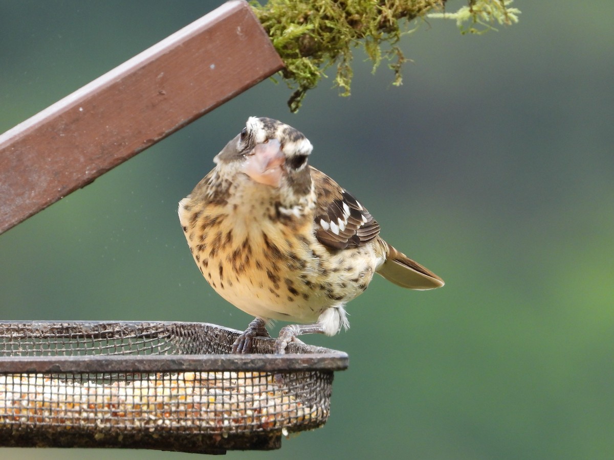 Rose-breasted Grosbeak - ML633862943