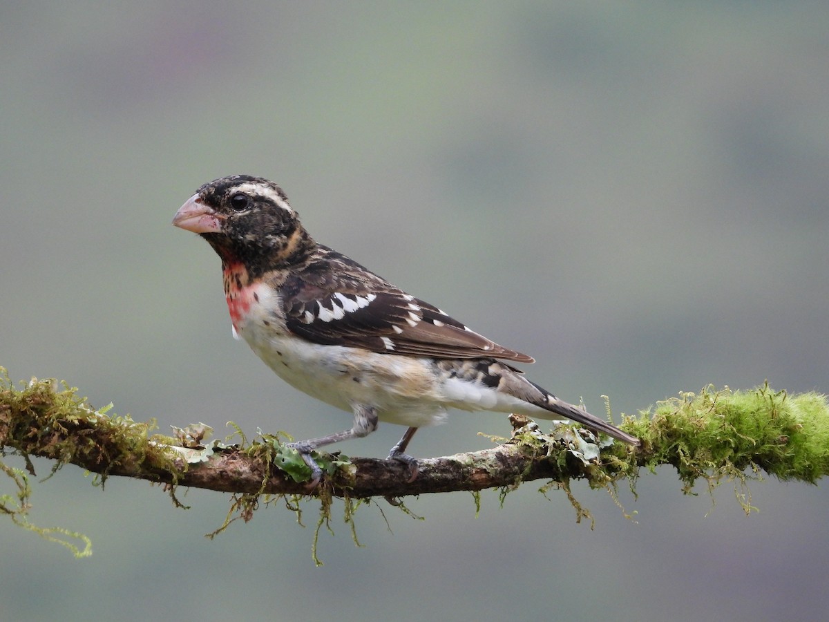Rose-breasted Grosbeak - ML633862944