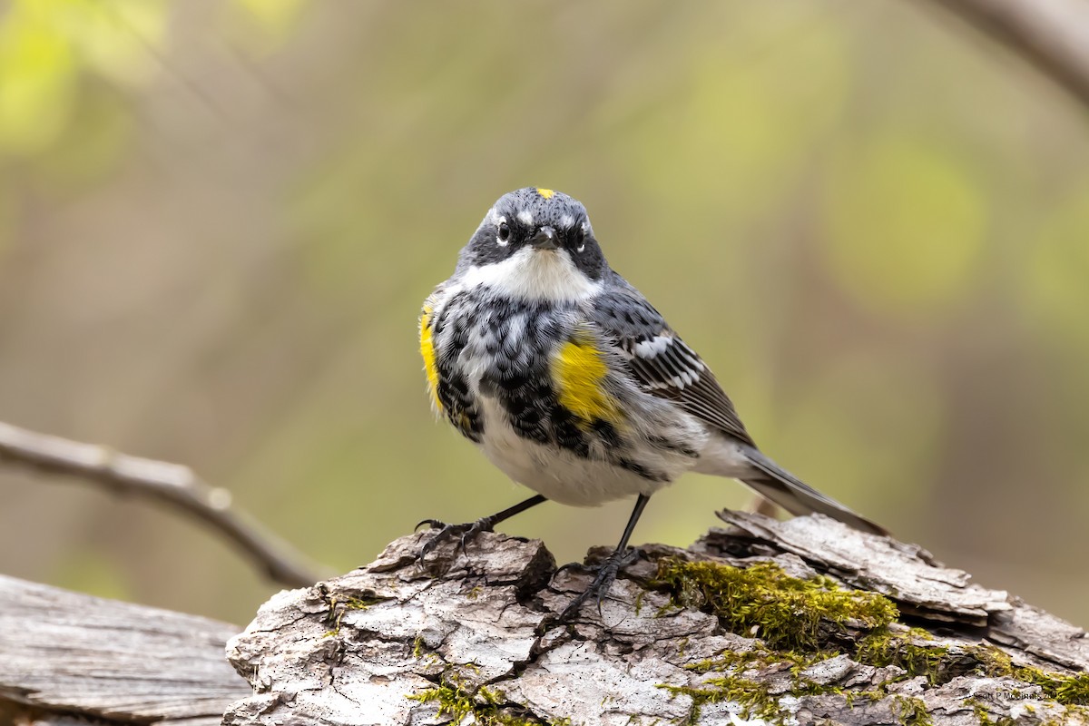 Yellow-rumped Warbler - ML633862952