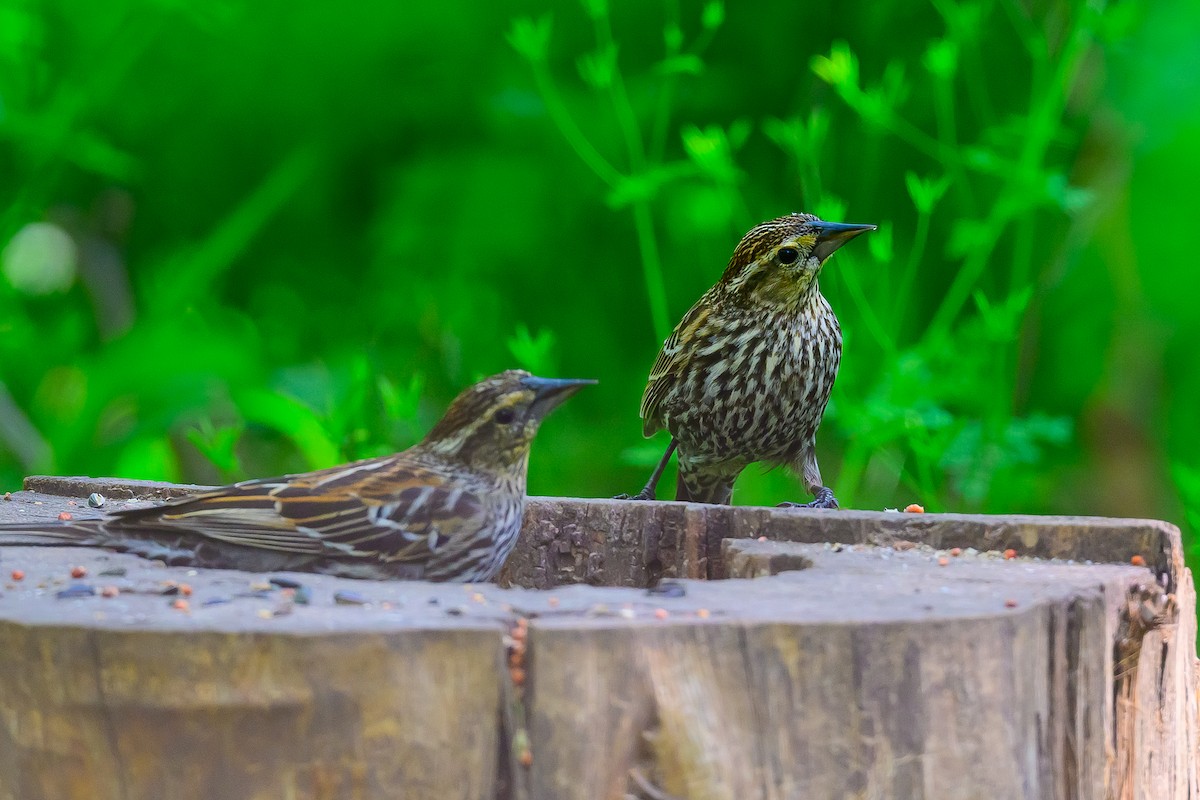 Red-winged Blackbird - ML633862976