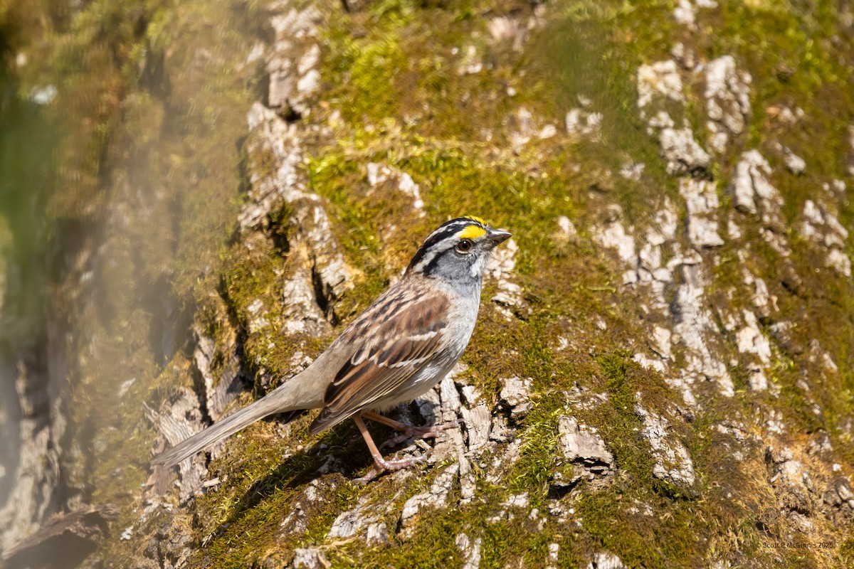 White-throated Sparrow - ML633863061