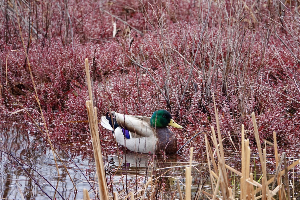 Mallard - ML633863085