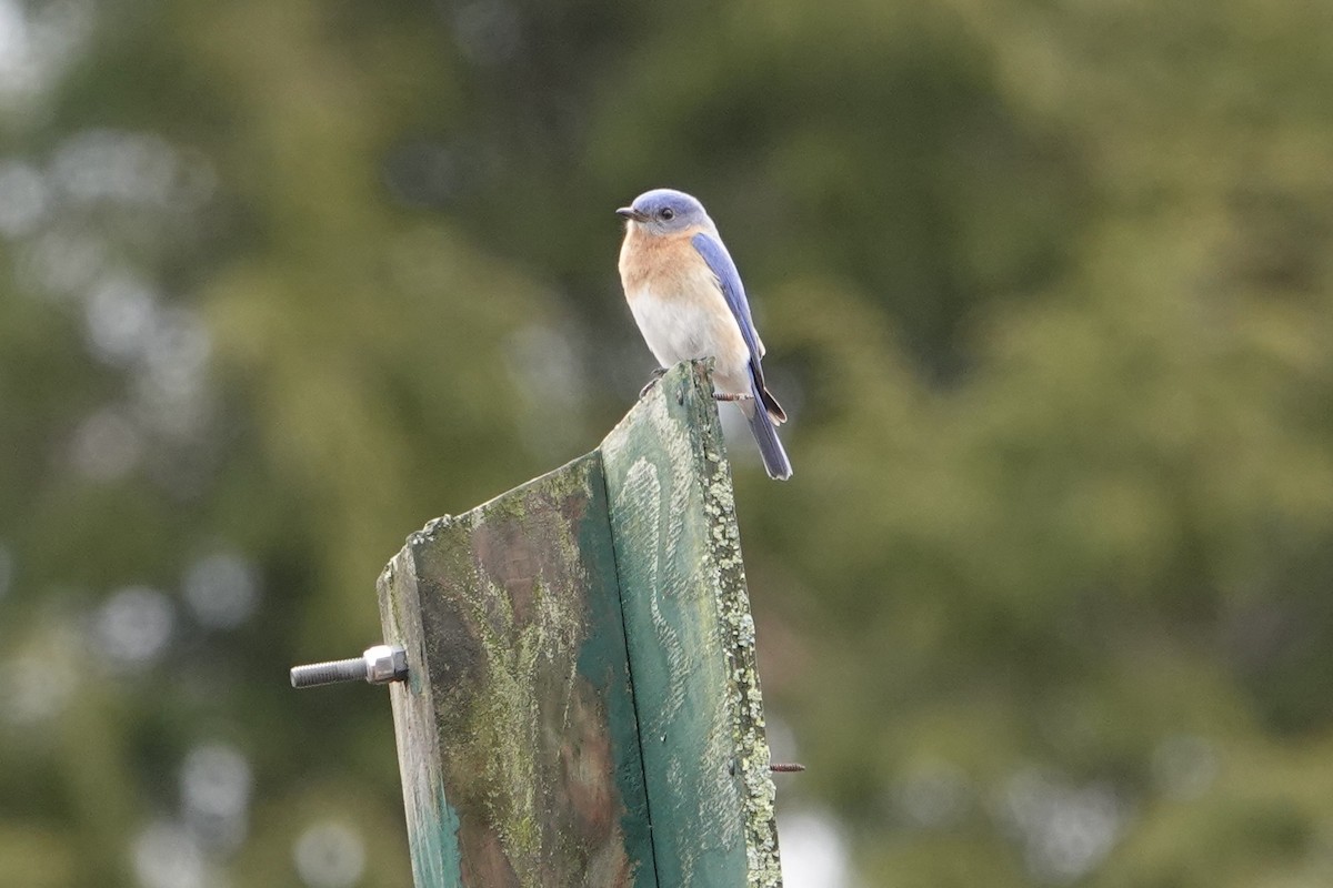 Eastern Bluebird - ML633863110