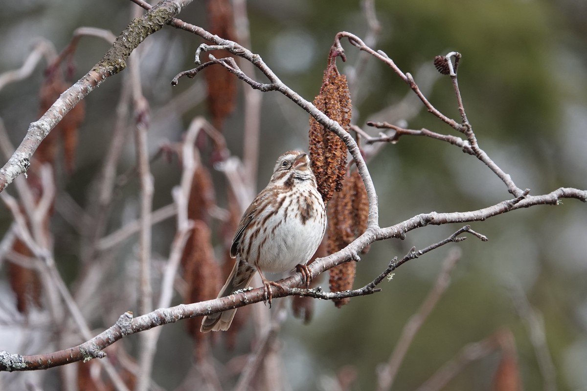 Song Sparrow - ML633863135