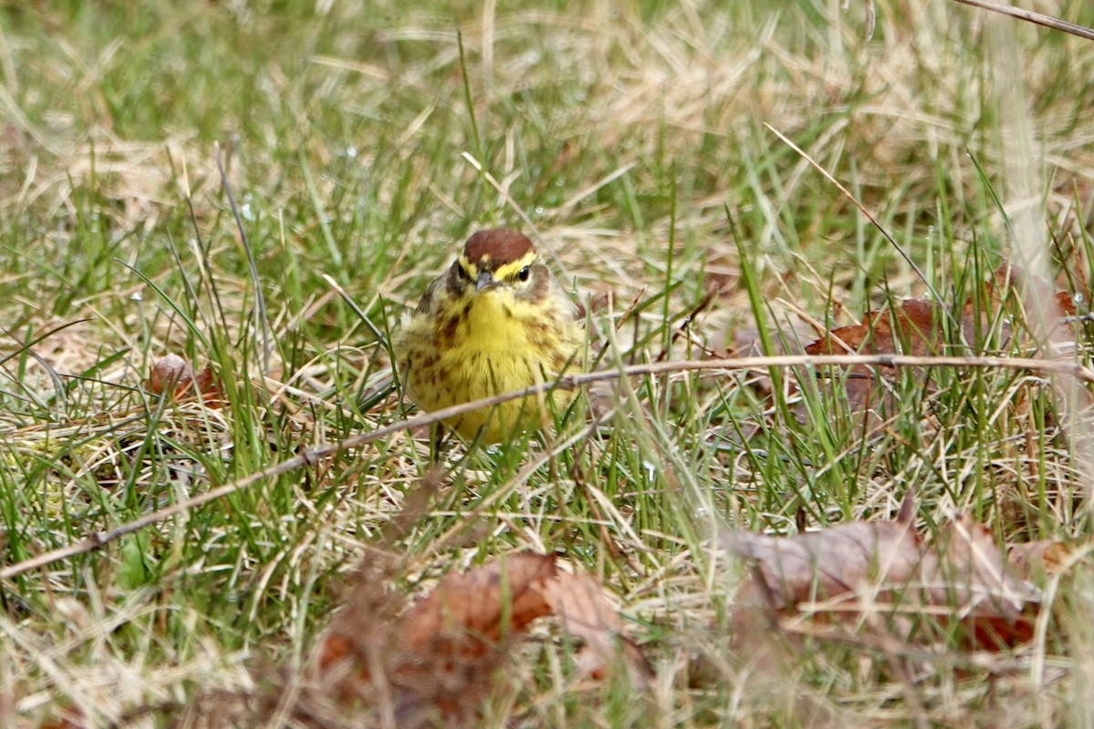 Palm Warbler - ML633863154
