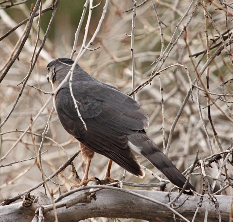 Cooper's Hawk - ML633863278