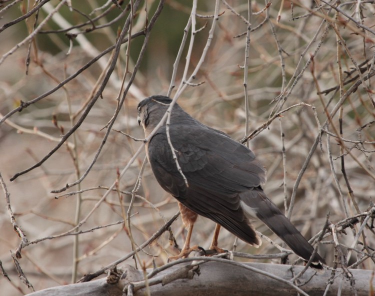 Cooper's Hawk - ML633863279