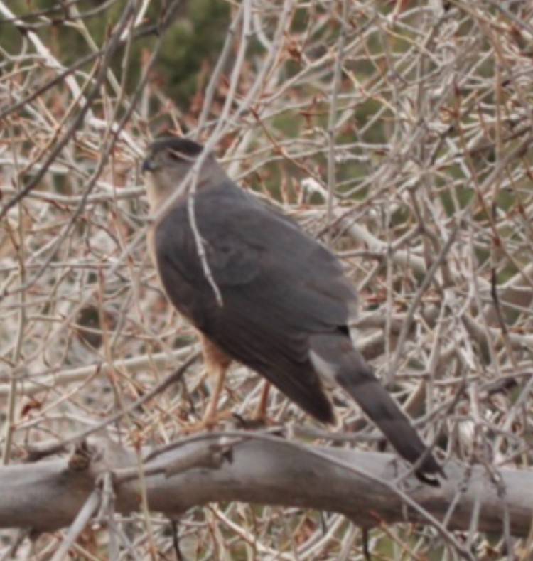 Cooper's Hawk - ML633863280