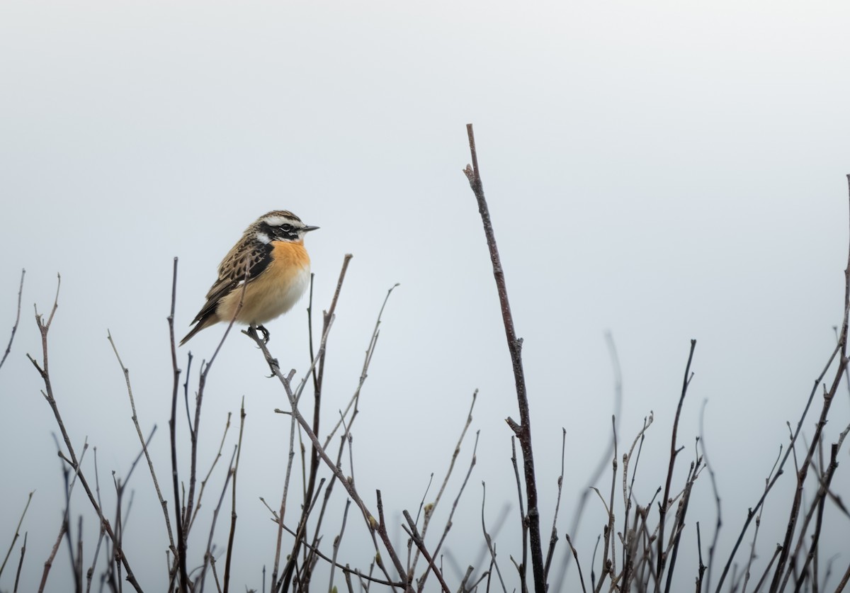 Whinchat - ML633863297