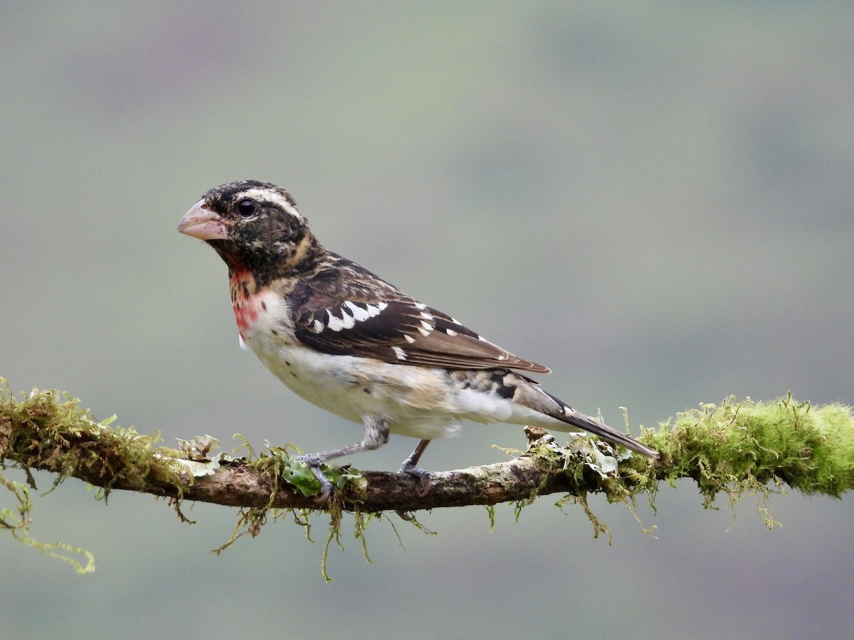 Rose-breasted Grosbeak - ML633863372